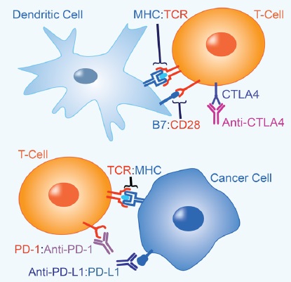 CTLA4 とPD-1による免疫チェックポイントの阻害